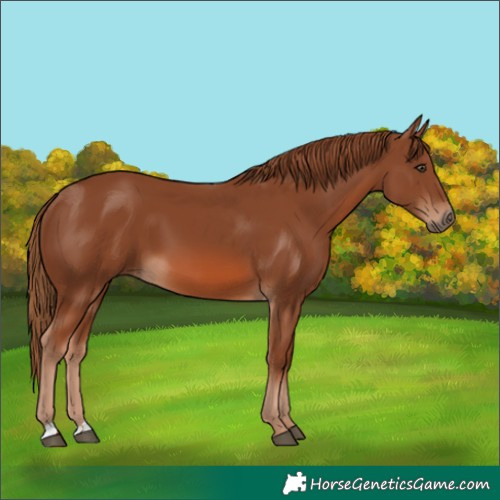 Horse Color:Chestnut 
