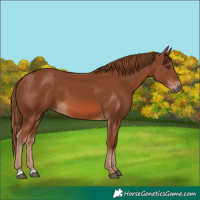 Horse Color:Chestnut 