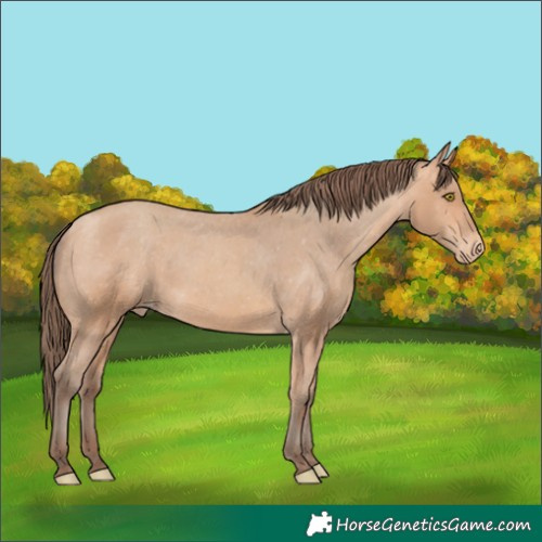 Horse Color:Amber Champagne Appaloosa 
