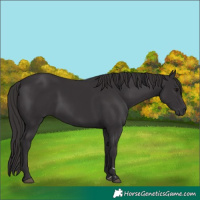 Horse Color:Smoky Black 
