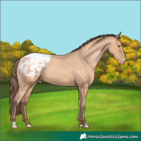 Horse Color:Amber Champagne Appaloosa 