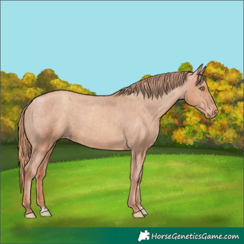Horse Color:Gold Champagne Appaloosa 
