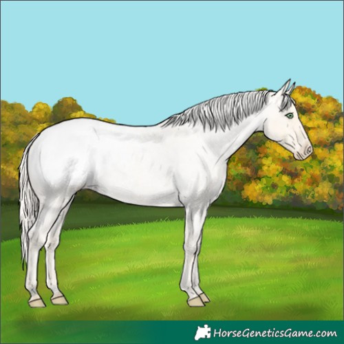 Horse Color:Gold Cream Champagne Roan Appaloosa 