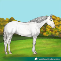 Horse Color:Gold Cream Champagne Roan Snowcap 