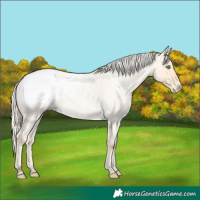 Horse Color:Gold Cream Champagne Roan Snowcap 