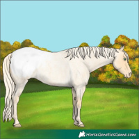Horse Color:Gold Cream Champagne Roan Appaloosa