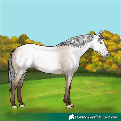 Horse Color:Gray Amber Champagne Appaloosa 
