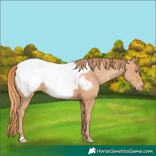 Horse Color:Gold Champagne Appaloosa 