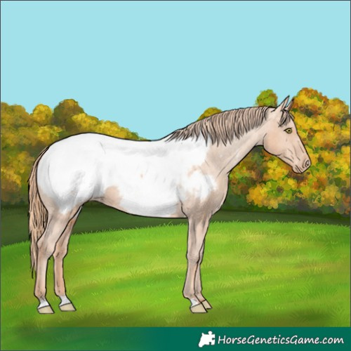 Horse Color:Gold Champagne Appaloosa 