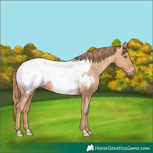 Horse Color:Gold Champagne Snowcap 