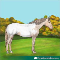 Horse Color:Gold Champagne Appaloosa 