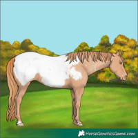 Horse Color:Gold Champagne Appaloosa 