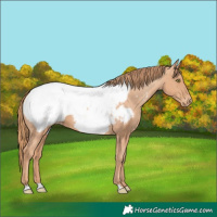 Horse Color:Gold Champagne Snowcap 