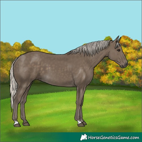 Horse Color:Silver Smoky Black 