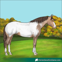 Horse Color:Amber Champagne Near Fewspot 