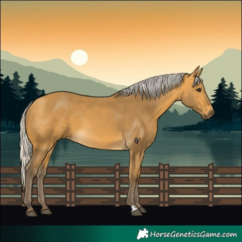 Horse Color:Silver Buckskin 