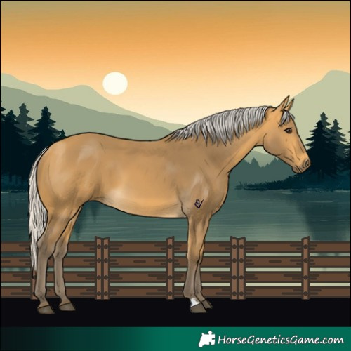 Horse Color:Silver Buckskin 