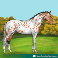 Horse Color:Bay Tobiano Appaloosa 