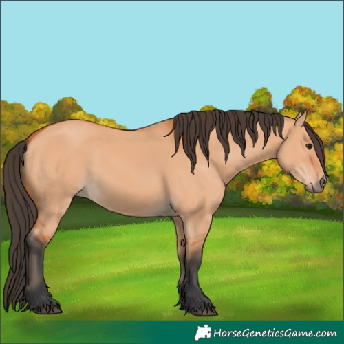 Horse Color:Bay Dun 