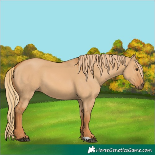 Horse Color:Red Dun 