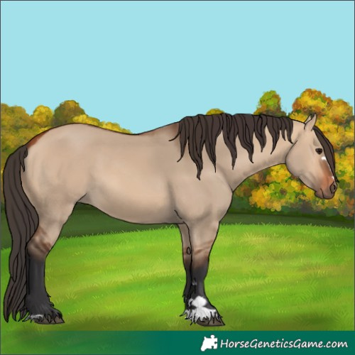Horse Color:Bay Dun 