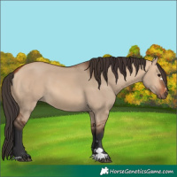 Horse Color:Bay Dun 