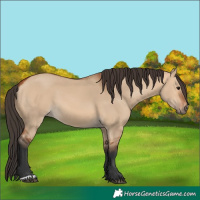 Horse Color:Bay Dun