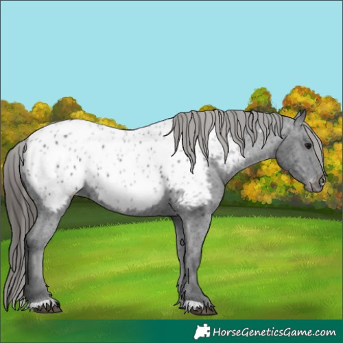 Horse Color:Black Appaloosa 