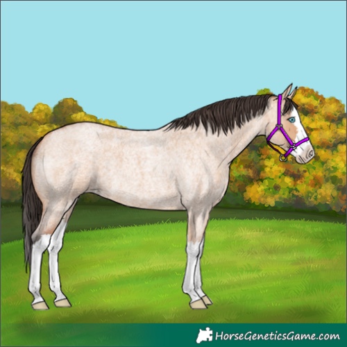 Horse Color:Bay Roan Dun Splash 