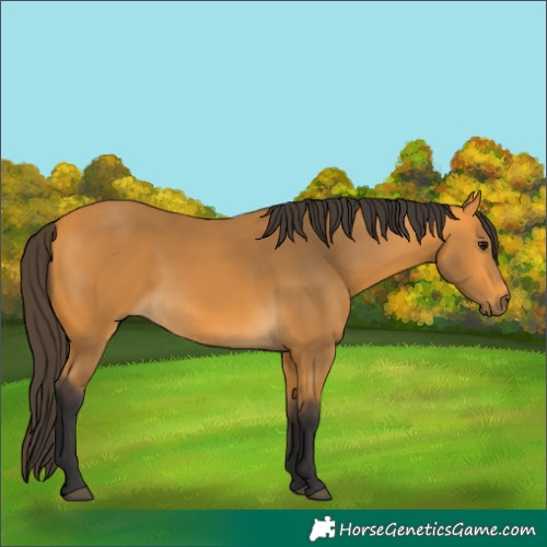 Horse Color:Buckskin 
