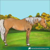 Horse Color:Silver Buckskin 
