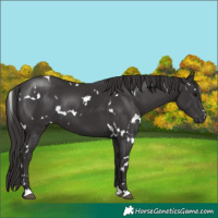 Horse Color:White Spotted Smoky Black