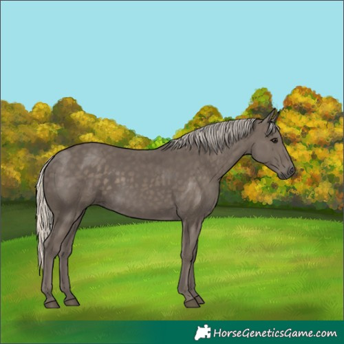 Horse Color:Silver Smoky Black 