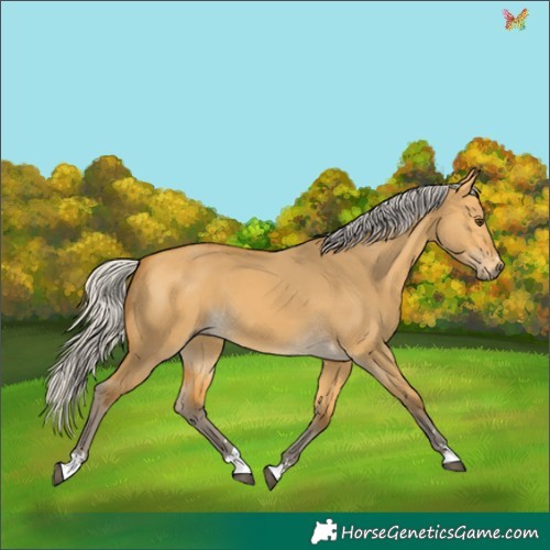 Horse Color:Silver Buckskin Dun 