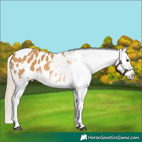 Horse Color:Palomino Blanket 