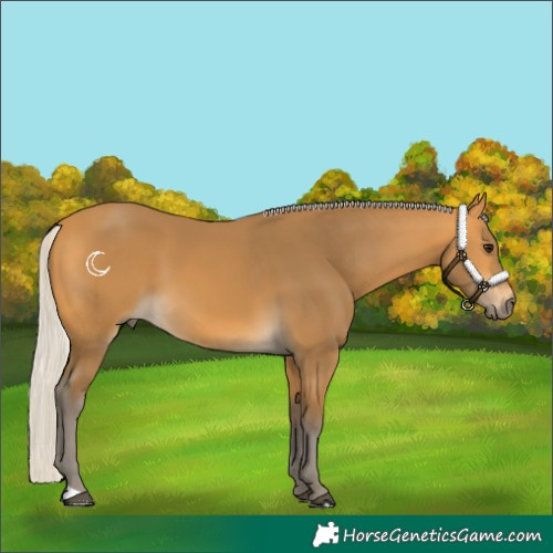 Horse Color:Silver Buckskin 