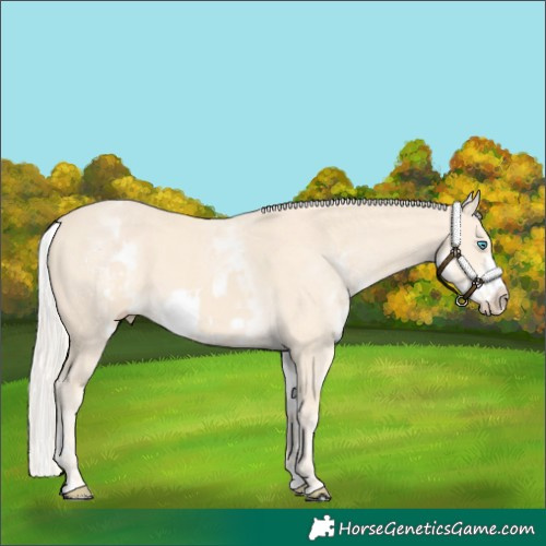 Horse Color:Cremello Splash Frame  and White Spotted Cremello Splash Frame 