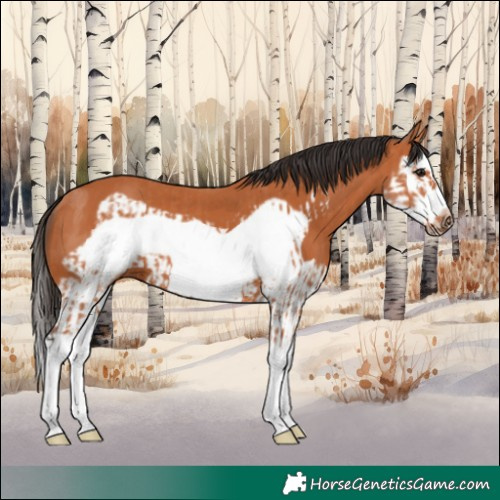Horse Color:Bay Splash Frame  and Bay Splash Frame 