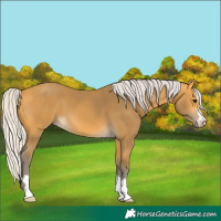 Horse Color:Silver Buckskin 