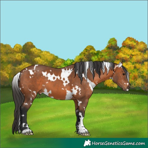 Horse Color:White Spotted Bay 