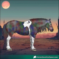 Horse Color:Gray Nacre Black Tobiano 