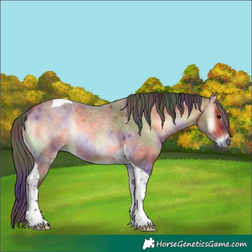 Horse Color:Nacre Bay Roan Onyx Tobiano Rabicano 