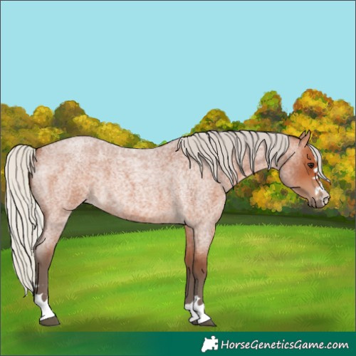 Horse Color:Silver Bay Roan 