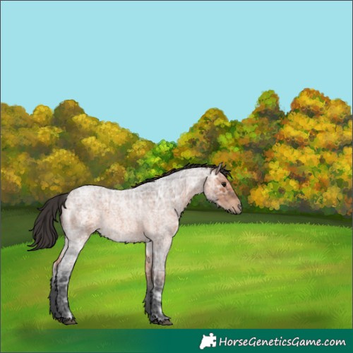 Horse Color:Unknown 