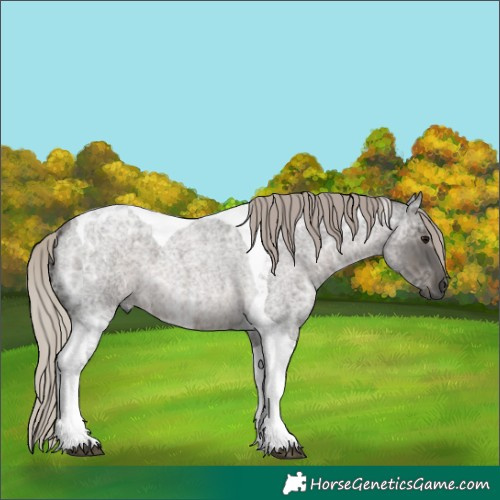 Horse Color:Gray Silver Blue Ice Roan Tobiano 