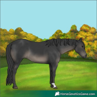 Horse Color:Black 