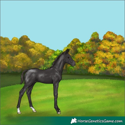 Horse Color:Smoky Black Appaloosa 