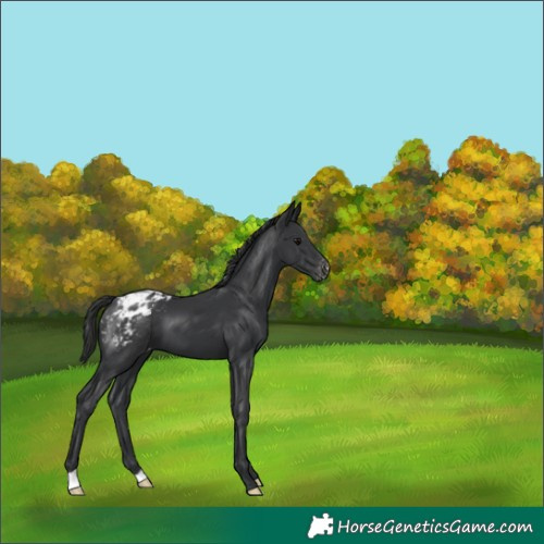 Horse Color:Black Appaloosa