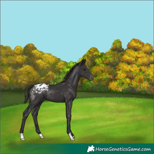 Horse Color:Smoky Black Appaloosa