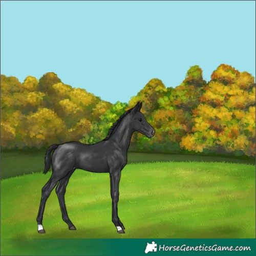 Horse Color:Black Appaloosa 